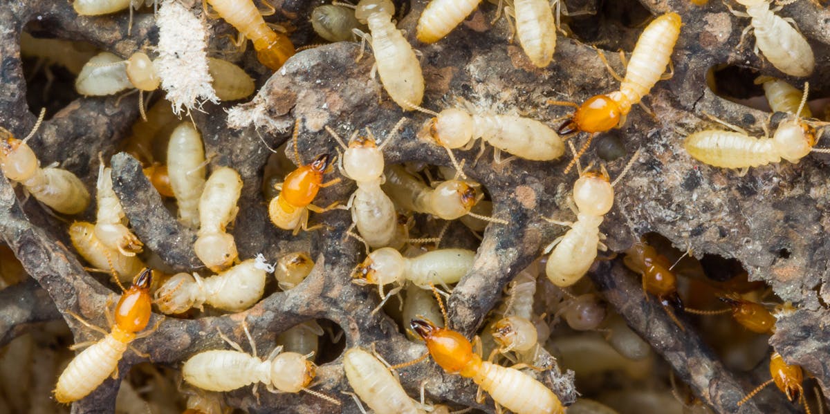 best termite control companies