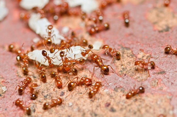 infestation of ants