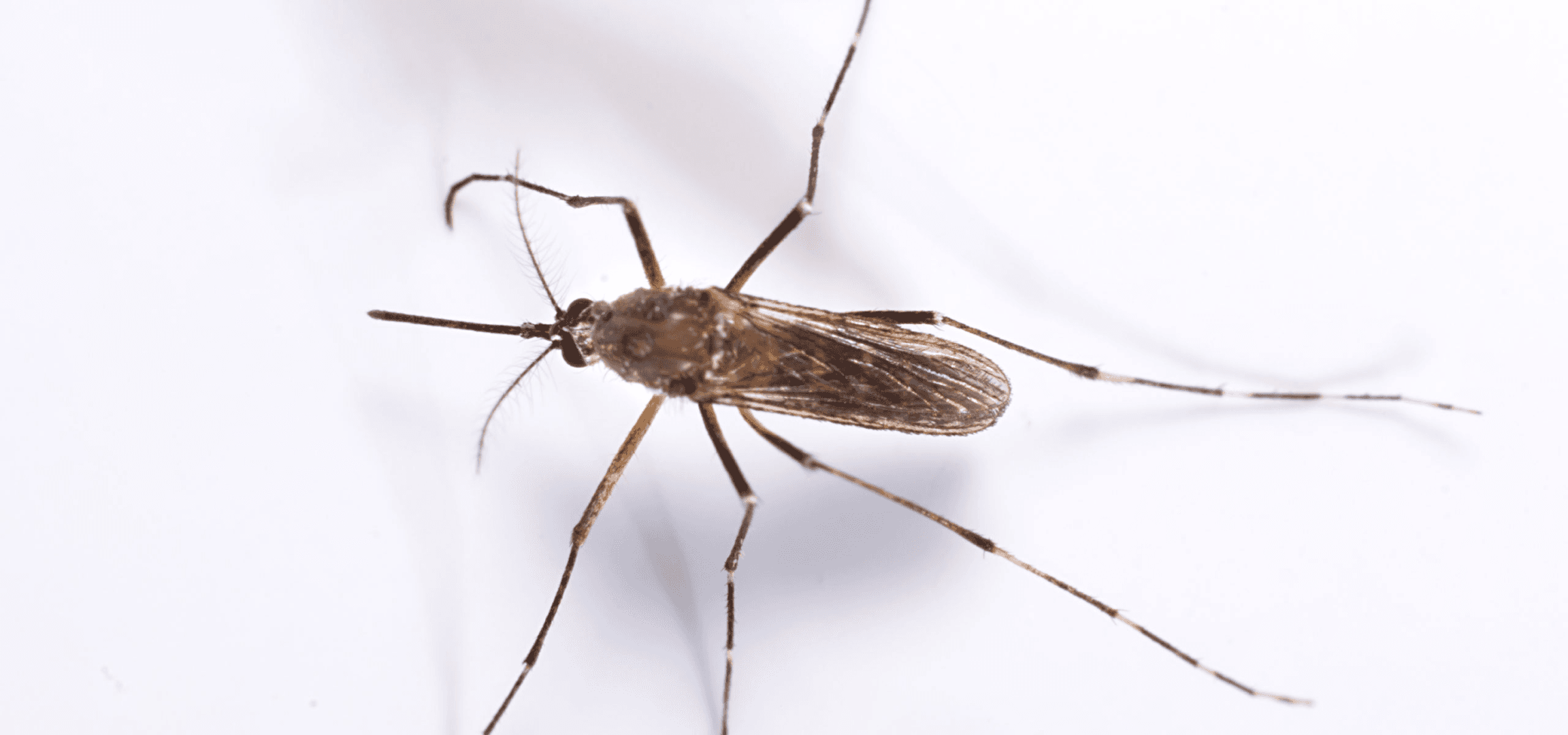 mosquite