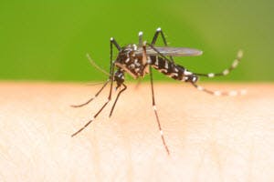 mosquito control Services