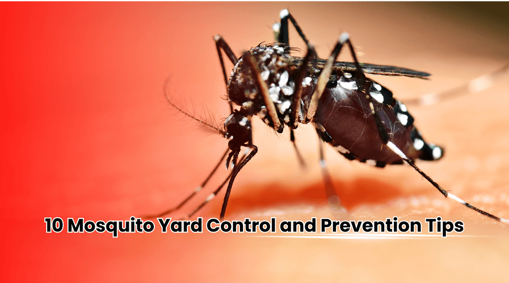 10 Mosquito Yard Control and Prevention Tips for Homeowners in Dunwoody