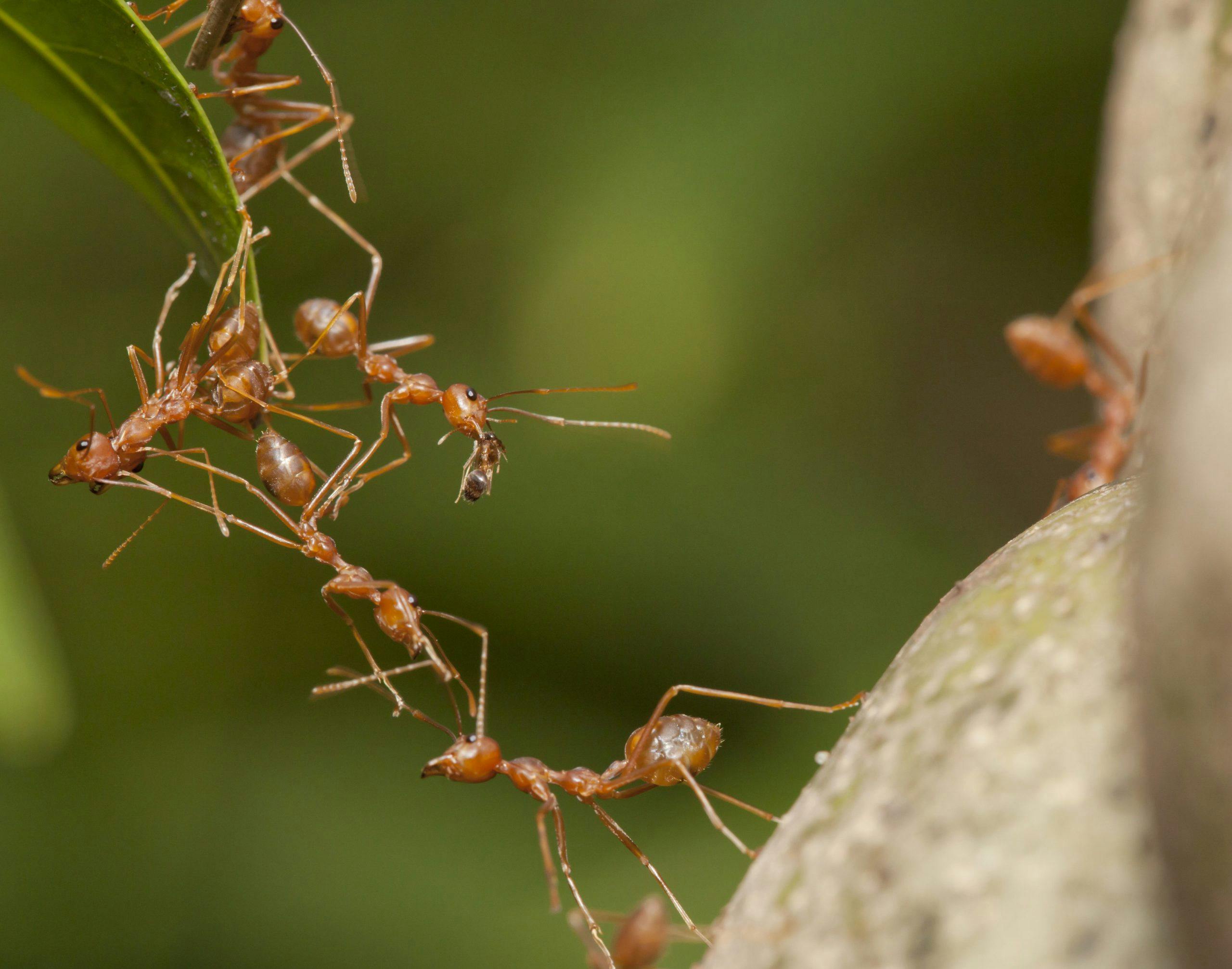 pest control for ants atlanta