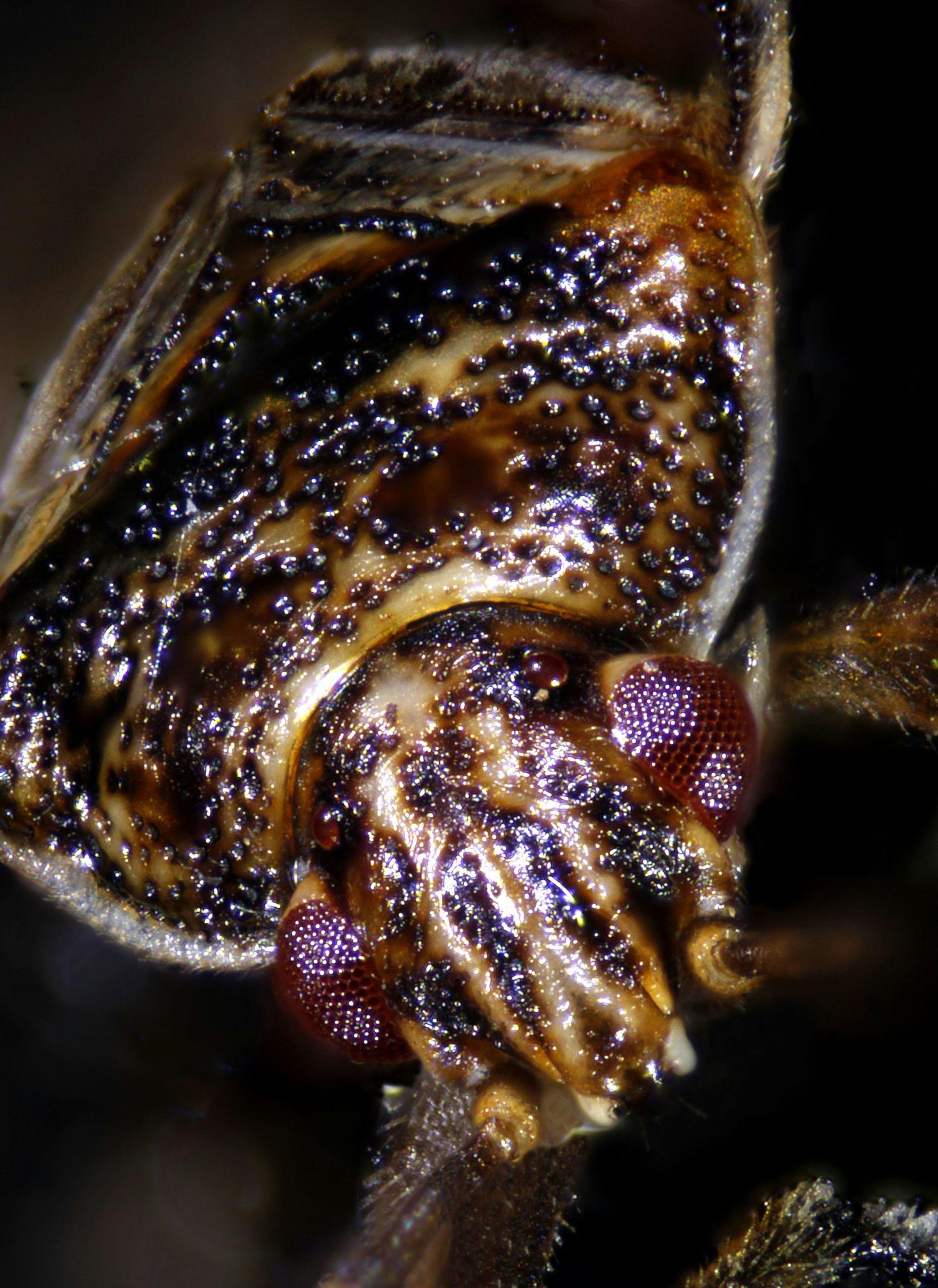 Atlanta pest control for fleas