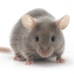 atlanta pest control for mice