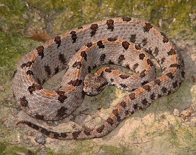 Pygmy Rattlesnake