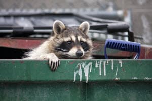 raccoon in the attic