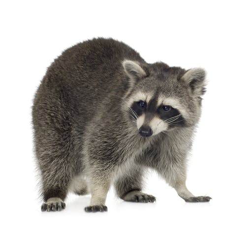 Racoon Removal Service