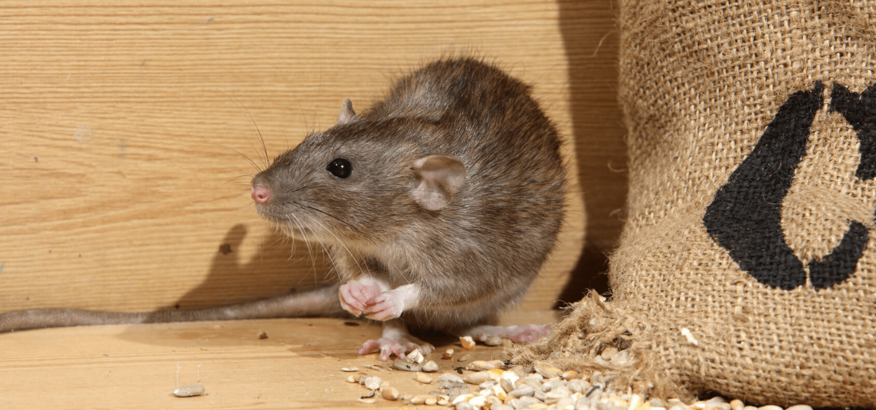 rats