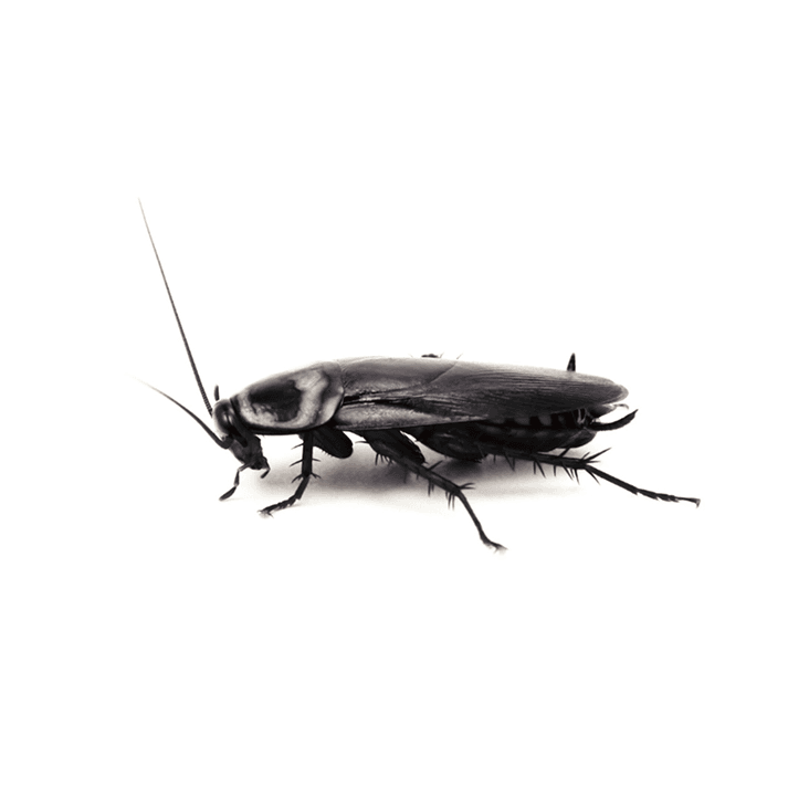 Roaches