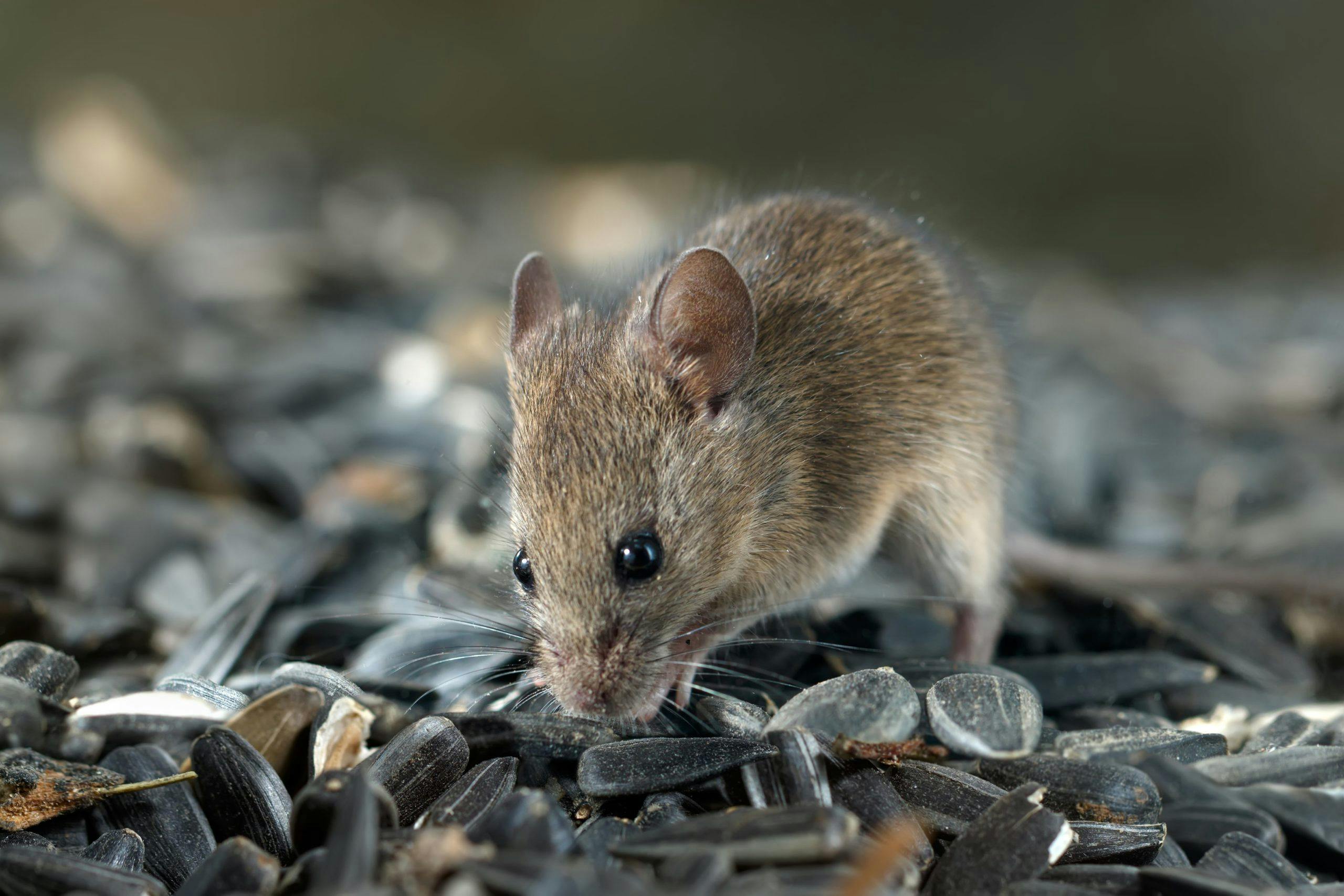 rodent control services Sandy Springs