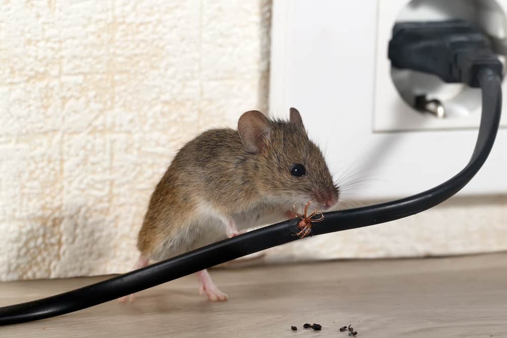 rodent control services Sandy Springs