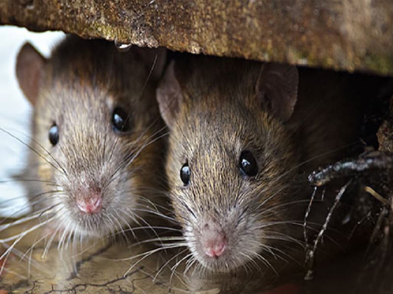 rodent control services Sandy Springs