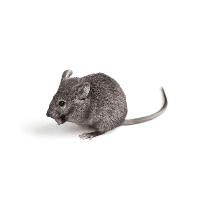 Rodents