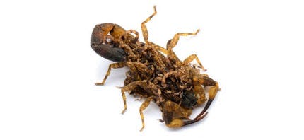 Scorpion Pest Control in Georgia