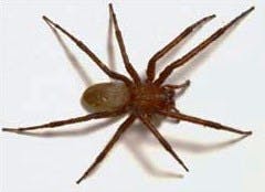 Sheet Web Spider