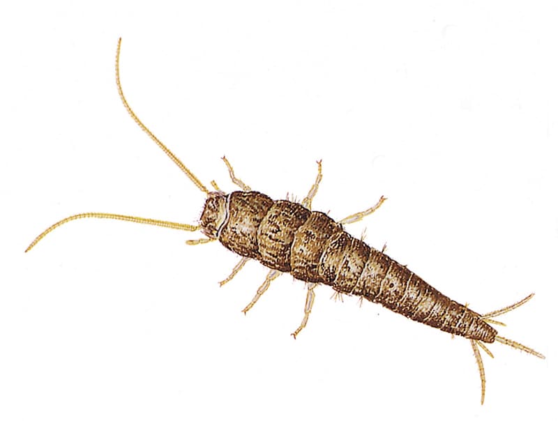 Silverfish