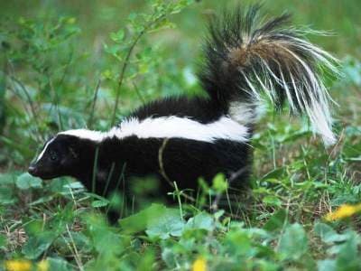 Skunk