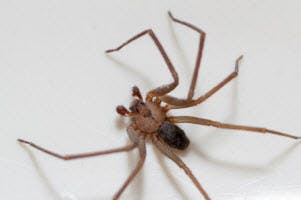 spider pest control services