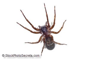 spider pest control tips