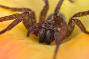 spider pest control atlanta