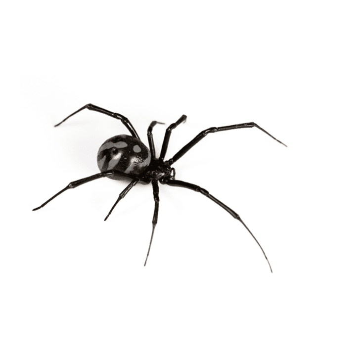 Spiders