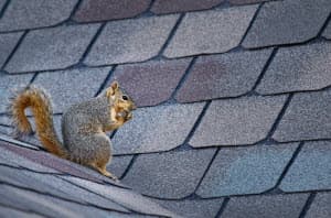 squirrel pest control