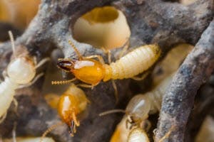 termite control roswell ga