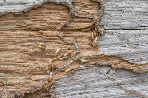 termite control services roswell ga