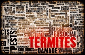 termite inspection for home purchase