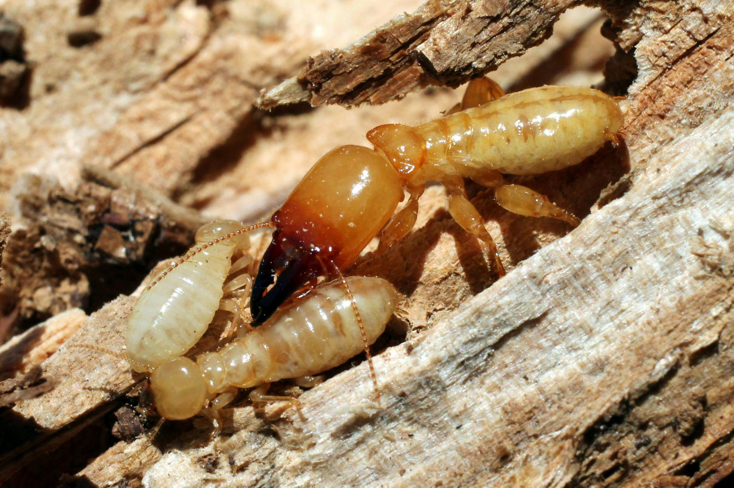 termite inspections North Fulton