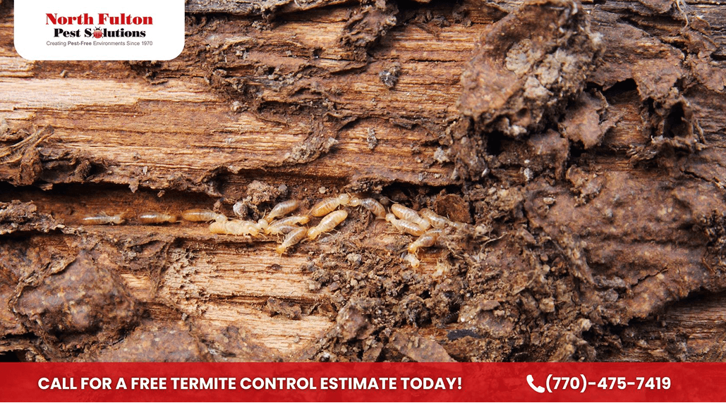 Termite Signs Johns Creek