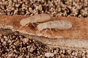 termite