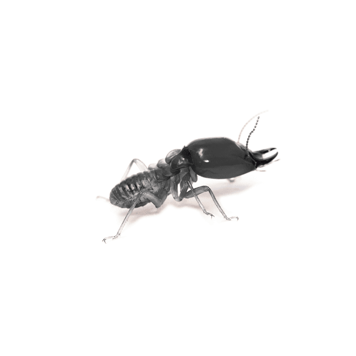 Termites