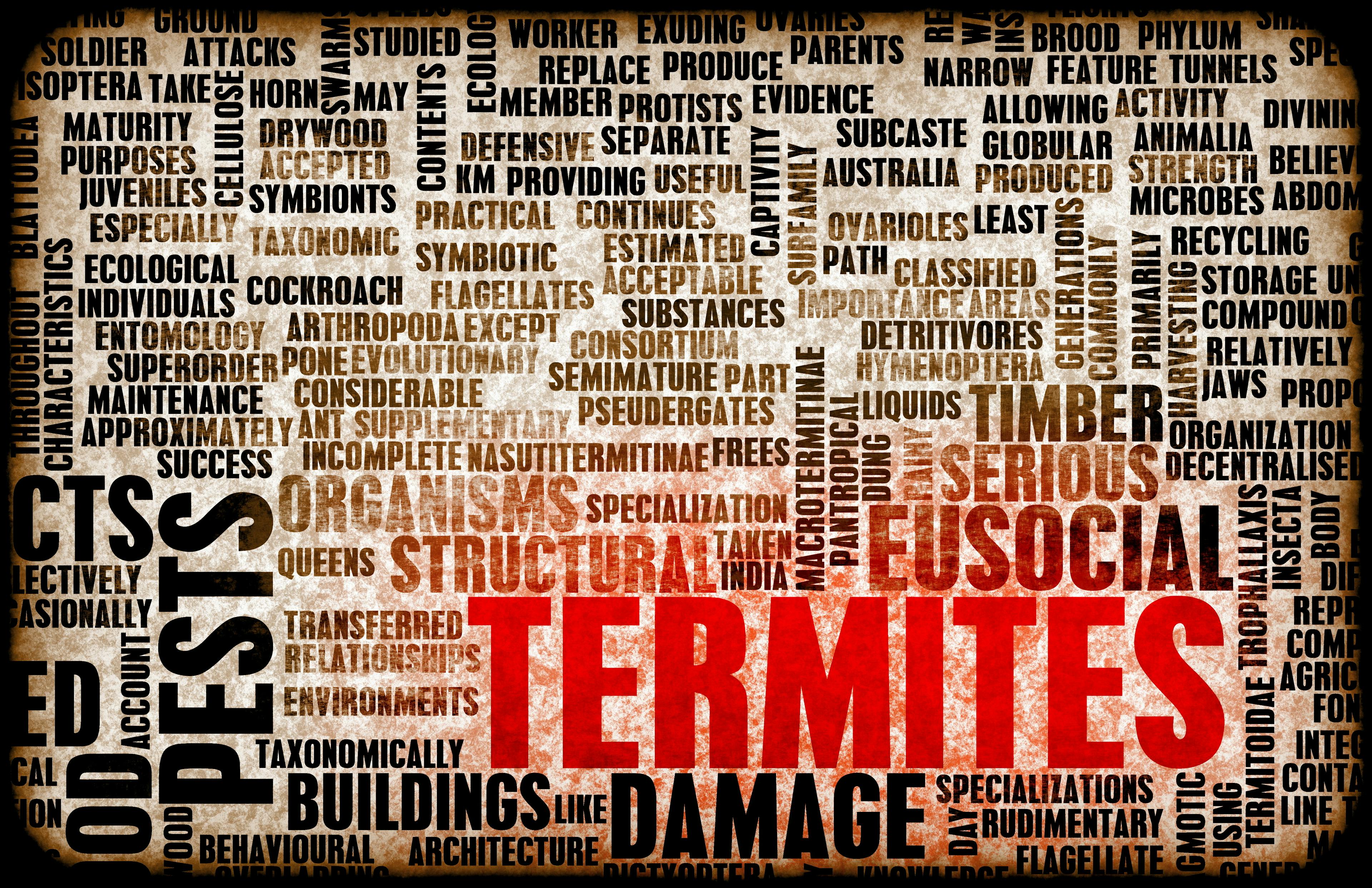 Alpharetta Termites