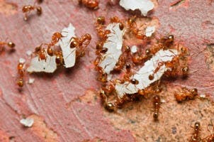 understanding fire ants