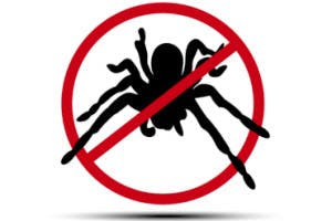 Sandy Springs wolf spider control